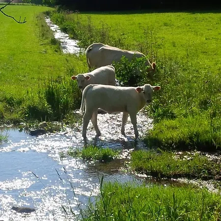 Kraehling * Шмалленберг